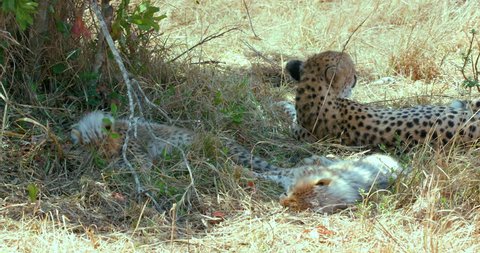 Female Cheetah & Cubs Relaxing; Maasai Mara Kenya Africa