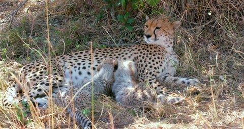 Female Cheetah & Cubs Suckling; Maasai Mara Kenya Africa