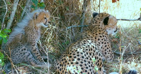 Female Cheetah Sat With Cub; Maasai Mara Kenya Africa