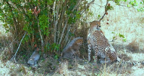 Female Cheetah Sat With Cubs; Maasai Mara Kenya Africa