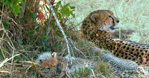 Female Cheetah & Cub Relaxing; Maasai Mara Kenya Africa