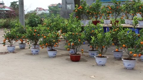 Fruit trees on New Year