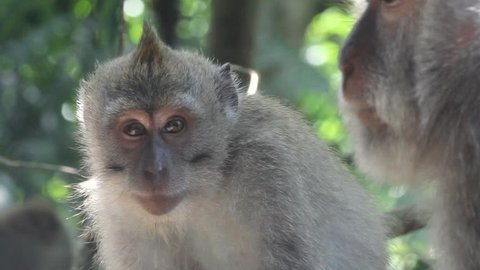 monkeys, Indonesia.