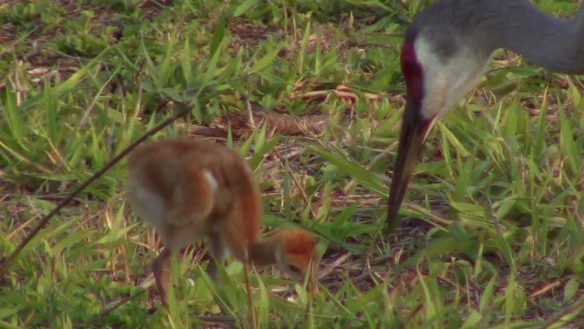 Adult sandhill crane feeding chick