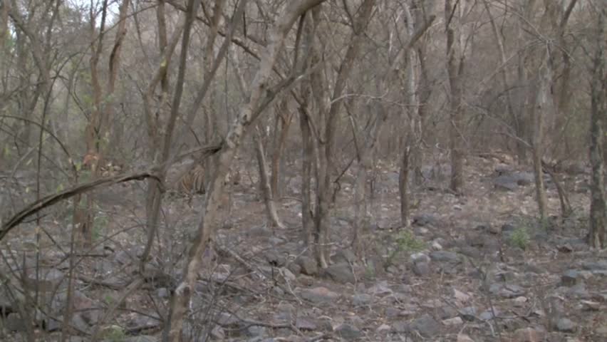 bengal tiger walking over rocky terrain Stock Footage Video (100% ...