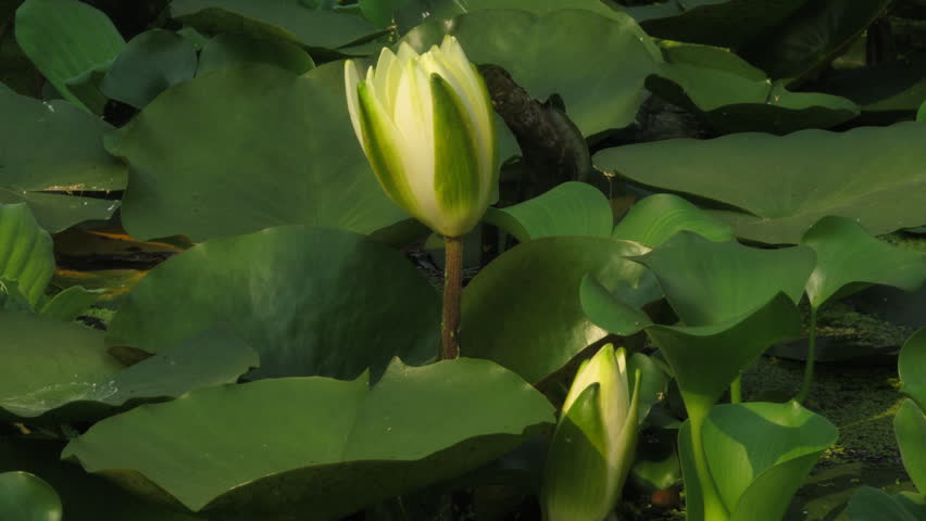 Time lapse opening of water lily flower 
