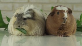 One guinea pig eating cucumber and the second thought stock footage video