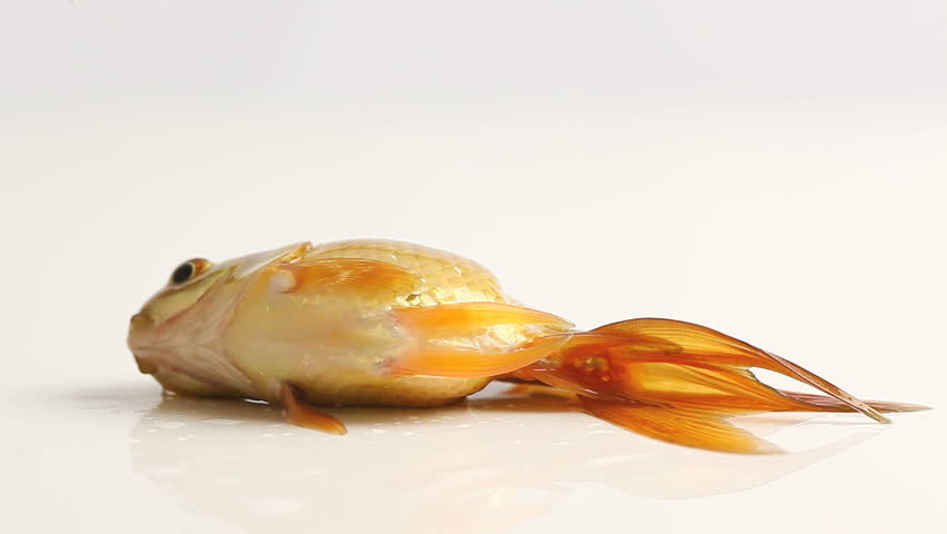 goldfish flapping without water on white background