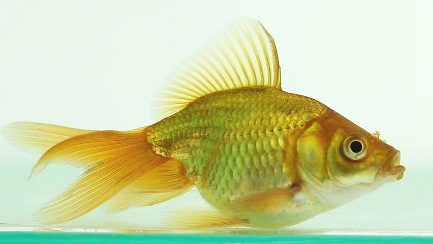 Goldfish in clear aquarium moves slowly