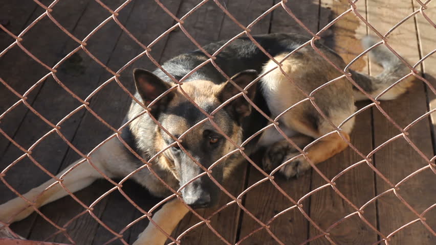 German shepherd lies in a cage and wags his tail