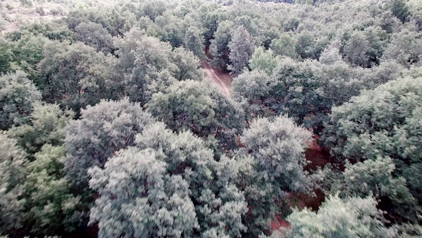 Aerial view of cyclist cycling over oak tree forest