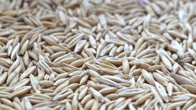 Lying oats grains on a white background slow motion one hundred and twenty fps