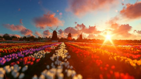 Traditional Dutch windmills with vibrant tulips in the foreground over sunset, panning
