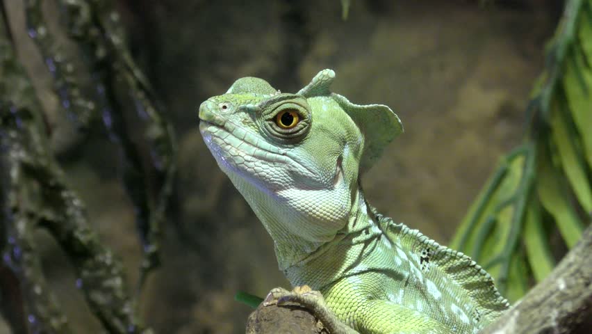 Portpait of plumed basilisk, Basiliscus plumifrons sitting on a branch among leaves