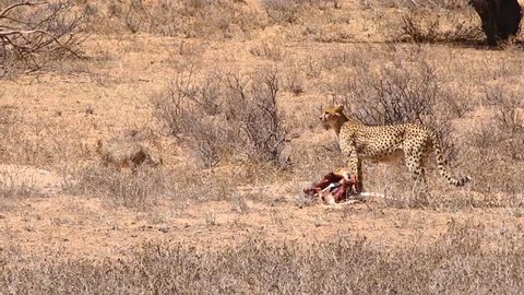 Adult Cheetah dragging carcass in the Kalahari