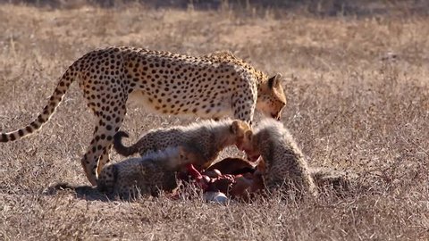 Adult Cheetah and cubs feeding on a carcass in the Kalahari