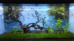 Aquarium with red small and gray fish swim near wood trunks and green algae and plants, mobile phone video.
