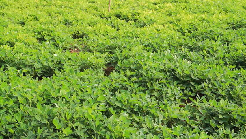 Lucerne (alfalfa, Sainfoin) Forage with Stock Footage Video (100% ...