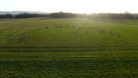 aerial view of deers on a meadow. Drone footage of deers in Phoenix park in Dublin, Ireland
