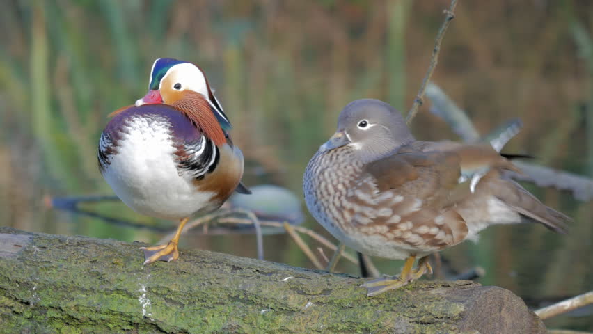 Two ducks standing on a log in the pond image - Free stock photo ...