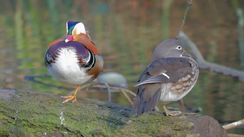 Two ducks standing on a log in the pond image - Free stock photo ...