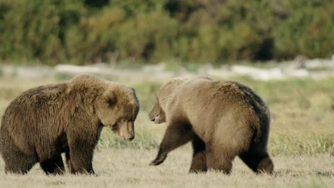 HD Two Grizzly Bears Mating dance and play fighting in a field