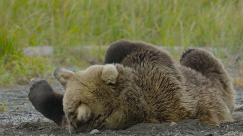 HD Large Grizzly Bear Struggles To Get Up