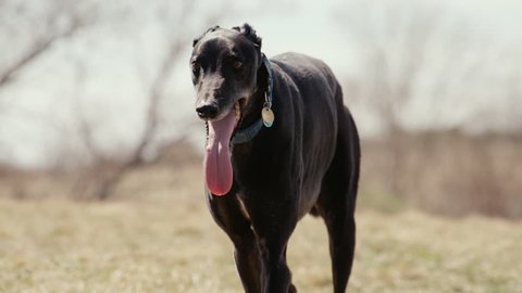 Tired Dog Panting and walking toward camera in slow motion with tongue hanging out