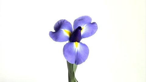 Стоковое видео: Time Lapse of a flower (Iris)/ TIme Lapse Flower 