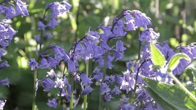 A Light breeze swaying pretty bluebell flowers blooming in spring