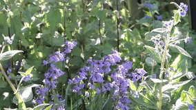 Video clip of bluebell flowers blowing in wind
