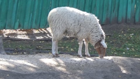 The ram is grazed against the background of a green fence