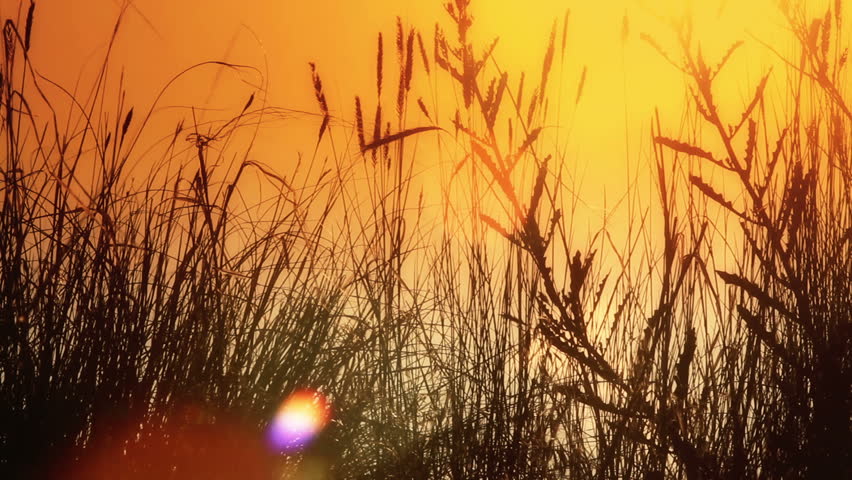 Wild grass and reeds sway in the breeze, shining in the morning sun. HD 1080p.