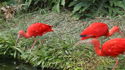 Scarlet Ibis (Eudocimus ruber) - The Scarlet Ibis (Eudocimus ruber) is a species of ibis that inhabits tropical South America and also Trinidad and Tobago.