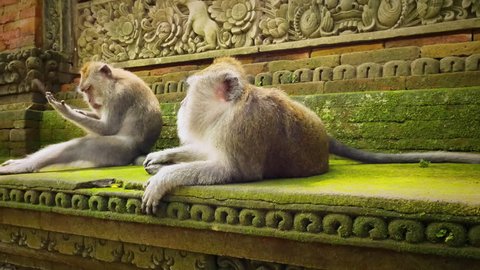 Cute infant baby monkey with family in ancient sacred Bali hindu temple in Ubud. Monkey Forest park travel landmark and tourist destination site in Asia