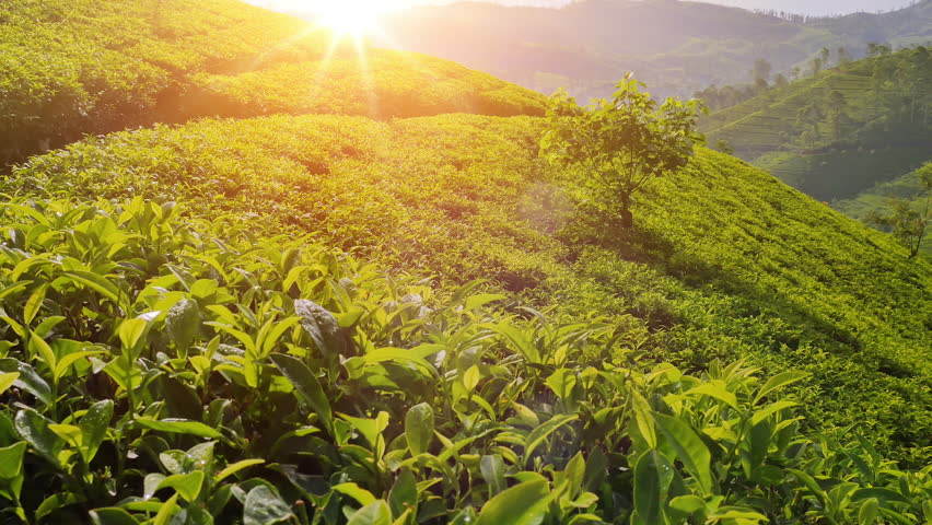 Majestic view of sun light shines on tea plant leaves. Nuwara Eliya plantation fields on hill slopes. Beautiful Sri Lanka nature landscapes Royalty-Free Stock Footage #24941519