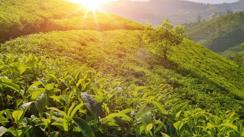 Majestic view of sun light shines on tea plant leaves. Nuwara Eliya plantation fields on hill slopes. Beautiful Sri Lanka nature landscapes