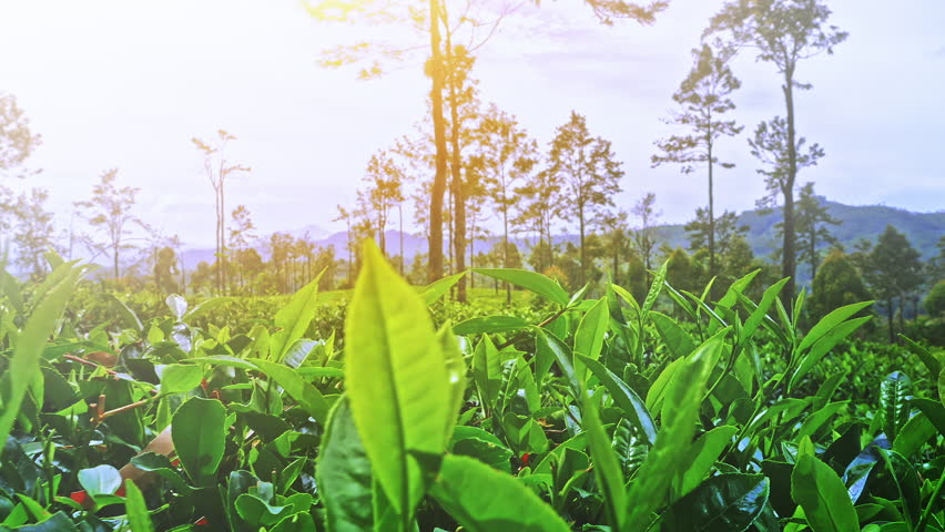 Tea plant farmland landscape. Green fresh and glossy leaves grow on hill side. Sri Lanka countryside video background