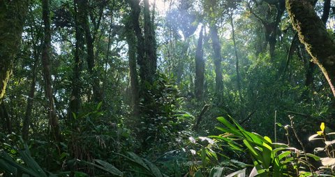 Sun in tropical forest beautiful nature landscape. Lush of evergreen jungle with dense rainforest plants vegetation