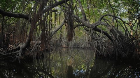 Virgin mangrove forest in Sri Lanka with exotic vegetation on river banks. Thick dense thicket of trees and roots in flooded swamp area. Foliage of canopy reflecting in river water surface