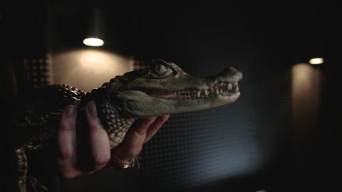 Man holding a small crocodile