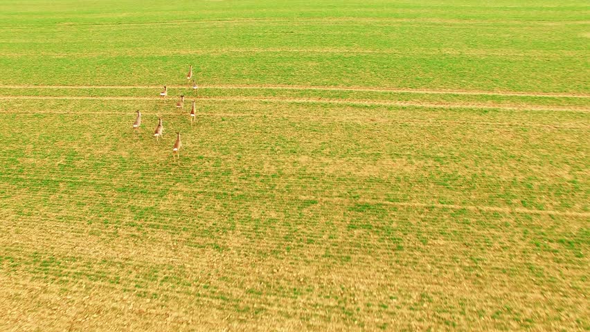 Aerial view to herd of deer runing on green field. Camera flight over wild animals. Wildlife from above. Safari in Central Europe. 