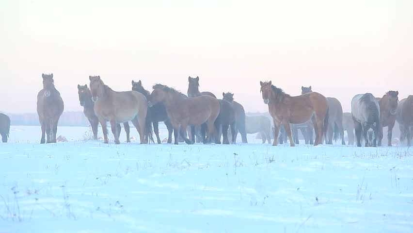herd of horses on the winter field running away