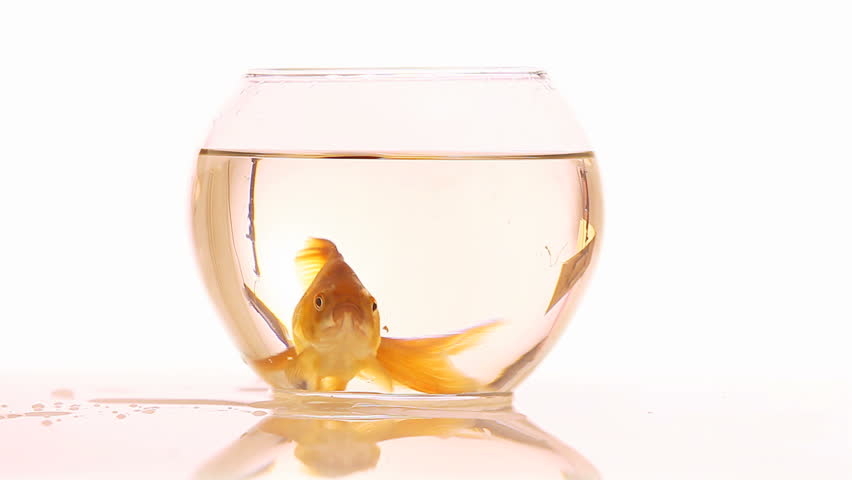 goldfish swimming in fish bowl and opening mouth front view