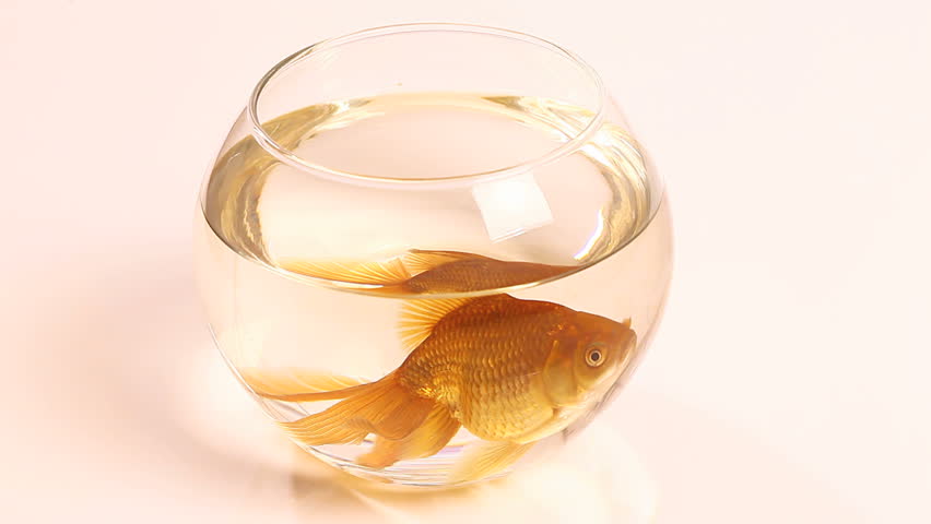 goldfish swimming in fish bowl and opening mouth view from above