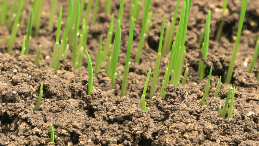 Time crop. Time crop. фермер сток. культурные растения.