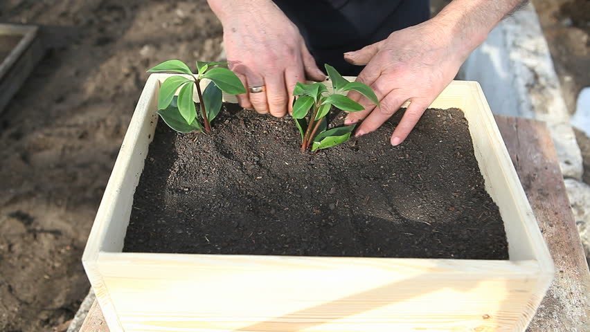 old man planting three seedlings in wooden box with humus soil in medium shot
