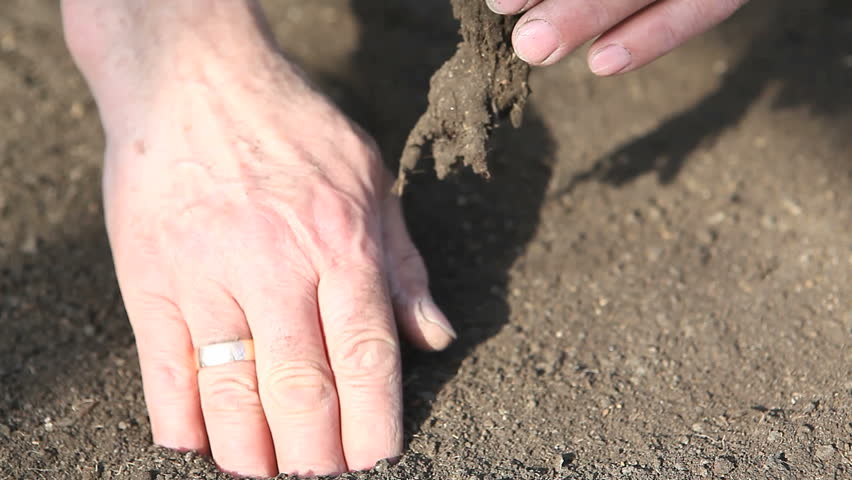 old man planting seedling in humus soil in close up video