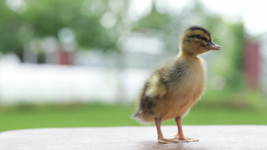 one little duckling standing and twitting