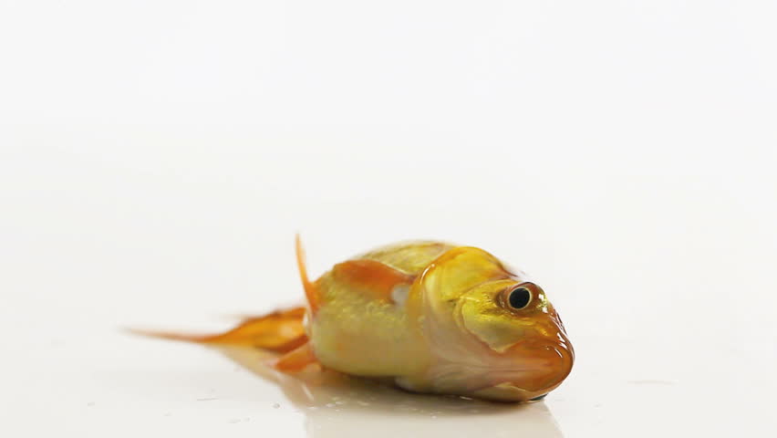 goldfish flapping without water, isolated in white